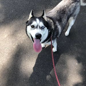 Meet your Posher, Kevin